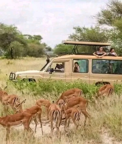 Best Tanzania safari Packages for 2024 and 2025