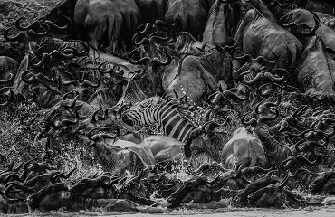 8 Days Africa Mid-range Safari Tanzania | Serengeti Migration