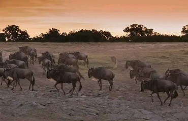 4 Days Africa Luxury Safari Tanzania | Serengeti Migration