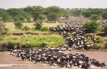 6 Days Africa Mid-Range Safari Tanzania | Serengeti Migration