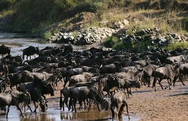 6 Days Africa Mid-Range Safari Tanzania | Serengeti Migration
