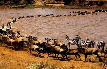 6 Days Africa Luxury Safari Tanzania | Serengeti Migration