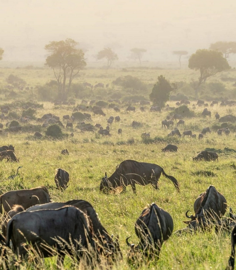 5 Days Africa Luxury Safari Tanzania | Serengeti Migration