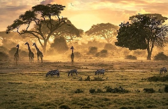 African Safari Luxury Tours