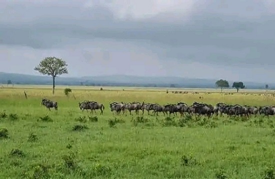 4 Days African Mid-range Safaris