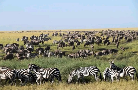 4 Days African Mid-range Safaris