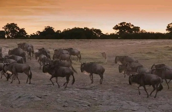 Great wildebeest Serengeti Migration Mid-range Safaris