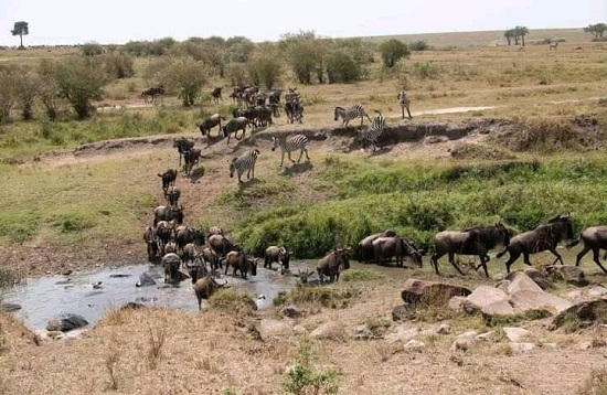 Great wildebeest Serengeti Migration Mid-range Safaris