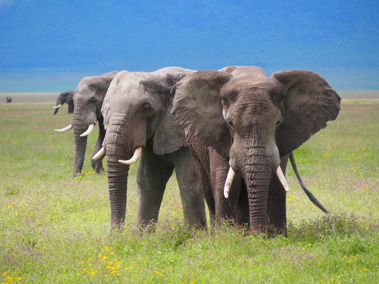 Safari vehicle with tourists observing wildlife in Tanzania