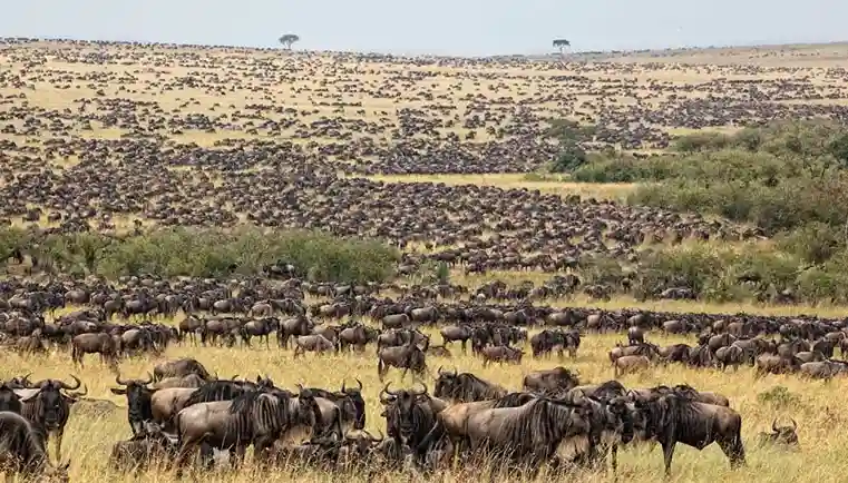 The Great Migration — Serengeti Up Close