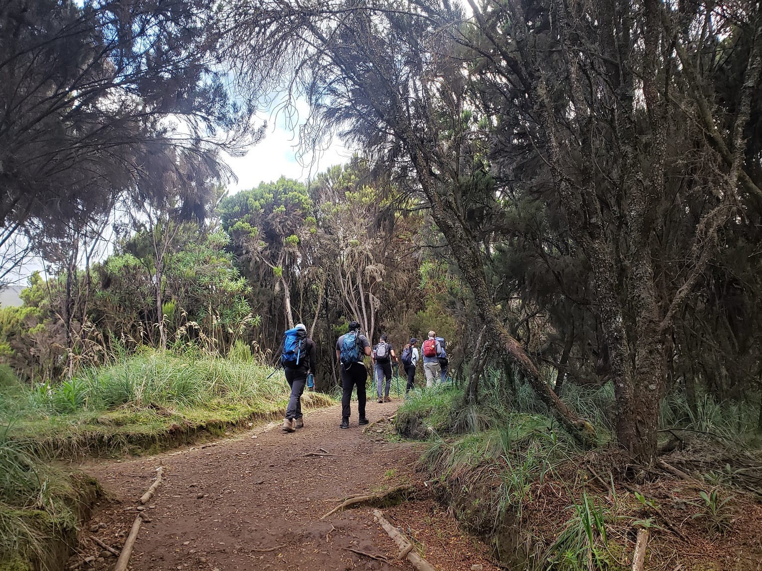 2 Days Kilimanjaro Marangu Route Tour — Mandara Huts and rainforest trail