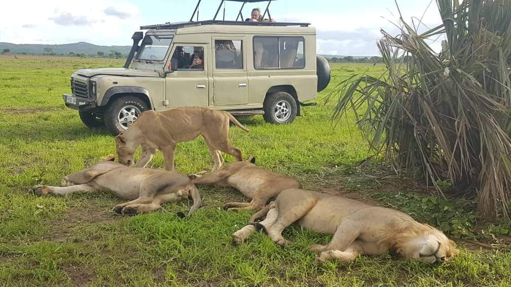 The Ultimate 3 Days Tanzania Safari Tours / Packages for 2026
