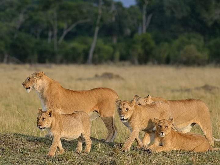 The Ultimate 3 Days Tanzania Safari Tours / Packages for 2026