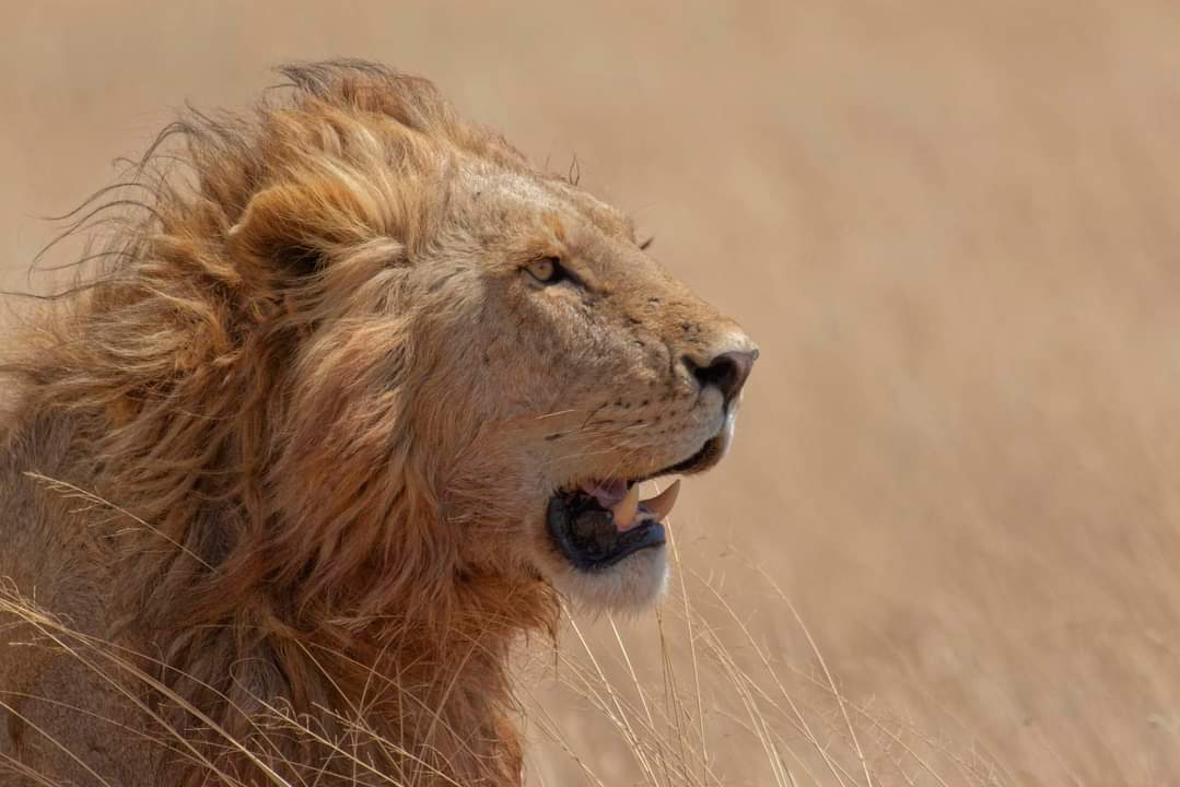 The Ultimate 3 Days Tanzania Safari Tours / Packages for 2026