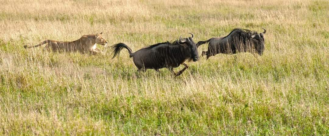 The Ultimate 3 Days Tanzania Safari Tours / Packages for 2026