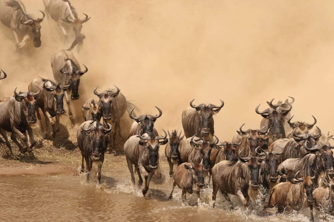 The Ultimate 3 Days Tanzania Safari Tours / Packages for 2026