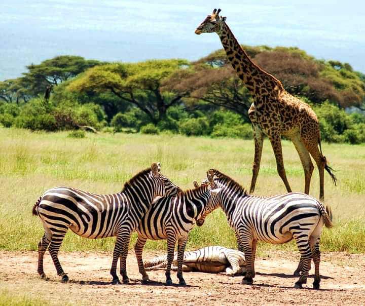 2 Day Tanzania Safari Worth It 2026