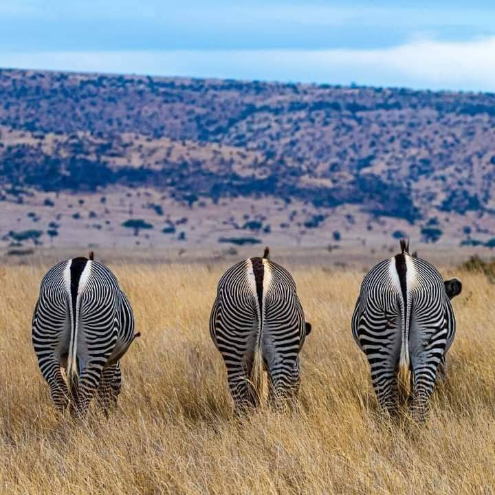Is 4 Days Tanzania Safari Too Short 2026