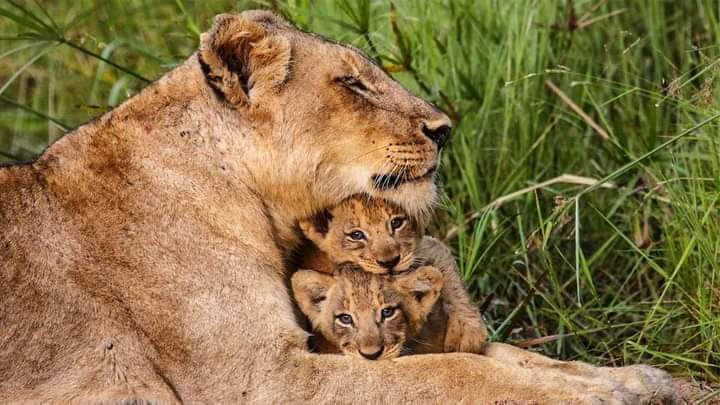 Luxury Lodge Tanzania Safari 2026