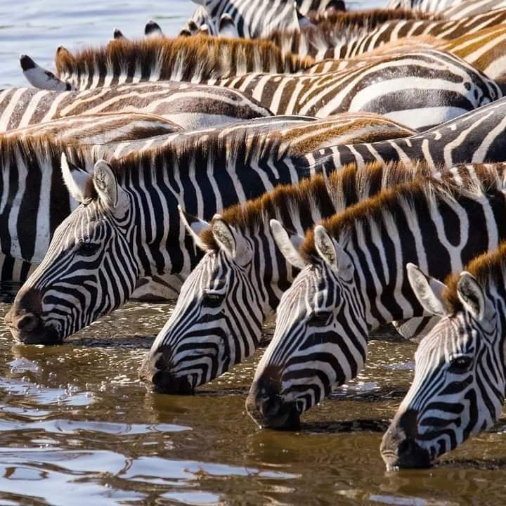 Animals on 5 Days Tanzania Safari 2026