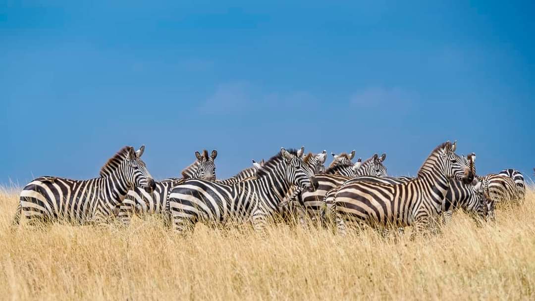 Mid-Range Lodge Tanzania Safari 2026