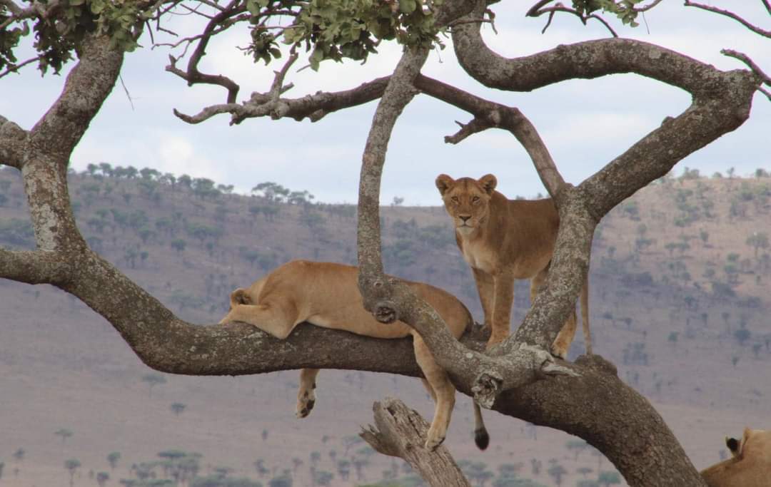 What to fit in 5 Days Tanzania Safari 2026