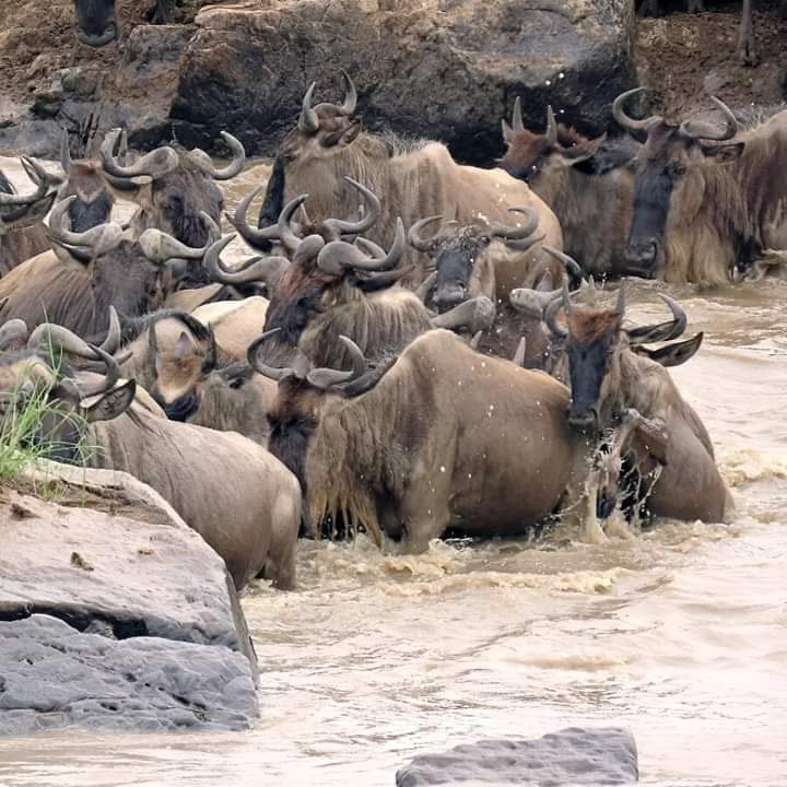Best Time for 5 Days Tanzania Safari 2026