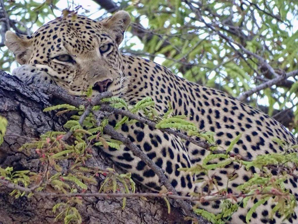 6 Days Tanzania Safari Cost 2026