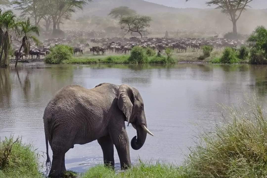 Accommodation on 6 Days Tanzania Safari 2026
