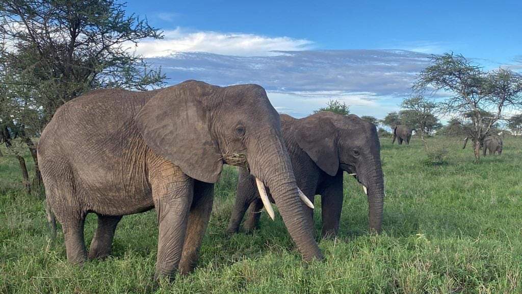 Is 6 Days Tanzania Safari Recommended 2026