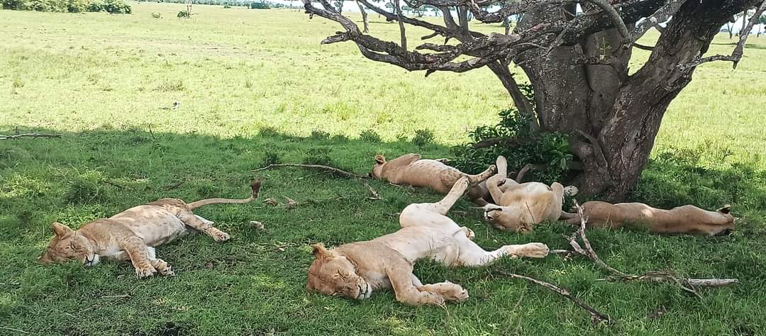 Best Time for 6 Days Tanzania Safari 2026