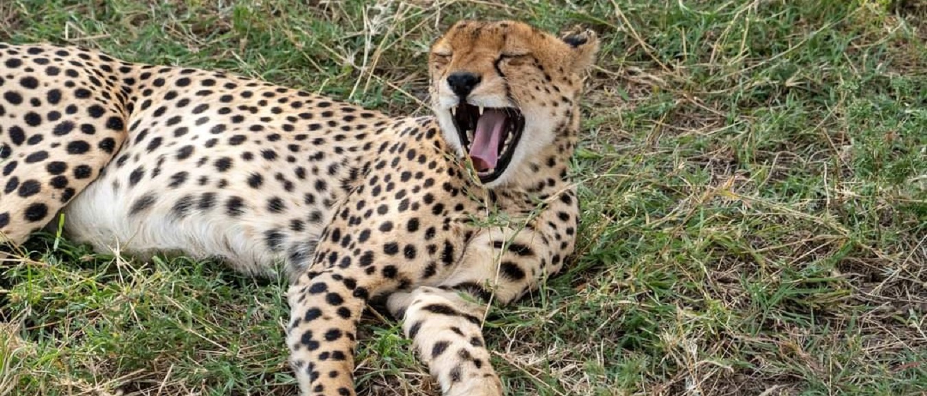 1 Day Tanzania Safari Trips: Tanzania Safari Day Trips