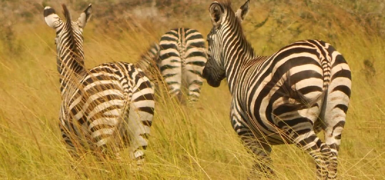 The Ultimate Tanzania Safari Packages (Tours) for 2026