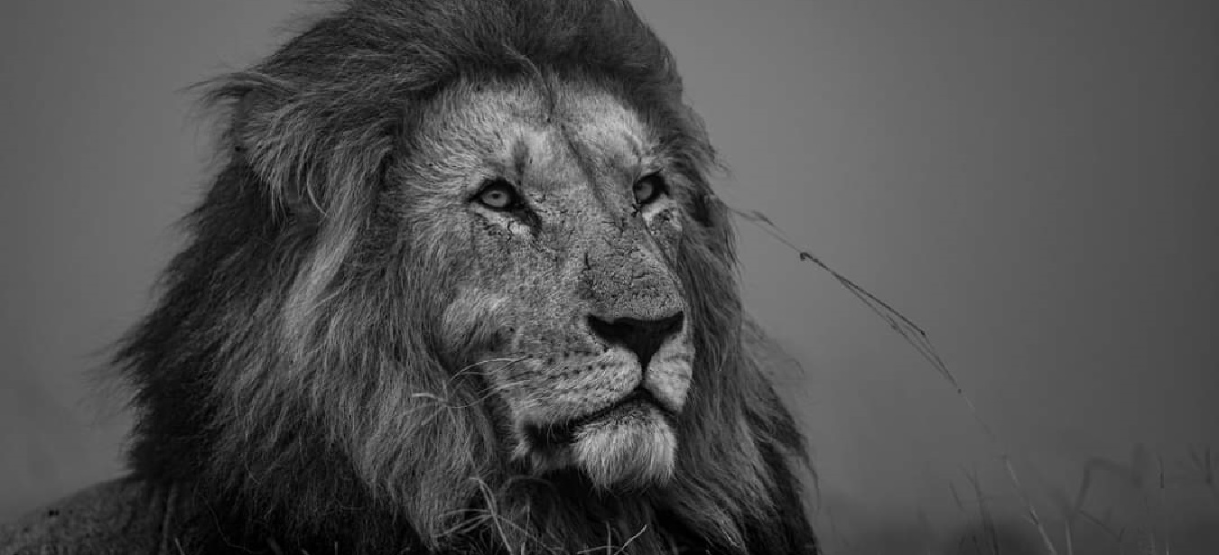 The Ultimate Tanzania Safari Packages (Tours) for 2026