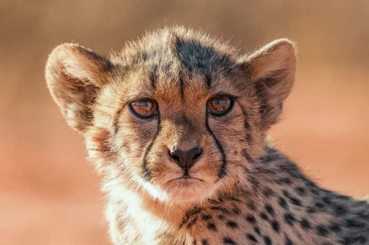 1 Day Tanzania Safari Trips: Tanzania Safari Day Trips
