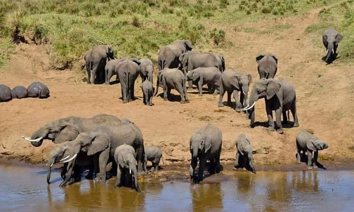 1 Day Tanzania Safari Trips: Tanzania Safari Day Trips