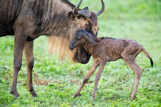 1 Day Tanzania Safari Trips: Tanzania Safari Day Trips