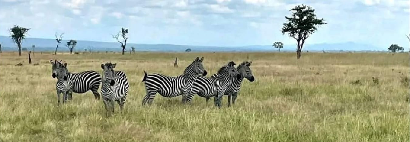 The Ultimate Tanzania Safari Tours & Packages from Dar es Salaam for 2026