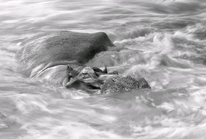 The Ultimate Tanzania Safari Tours & Packages from Moshi for 2026