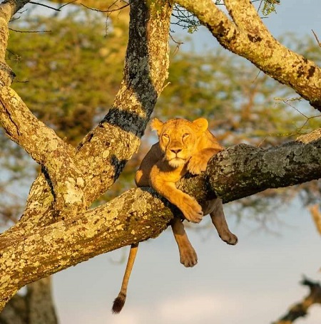Private Safari Tours in Tanzania 2026