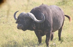 2 Days Lake Manyara - Ngorongoro: Tanzania Safari for 2026