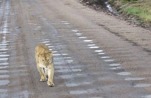 2 Days Tarangire - Ngorongoro: Tanzania Safari for 2026
