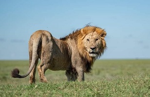 3 Days Serengeti - Ngorongoro: Tanzania Safari 2026