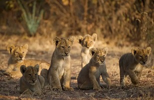 4 Days Lake Manyara, Serengeti - Ngorongoro: Tanzania Safari for 2026