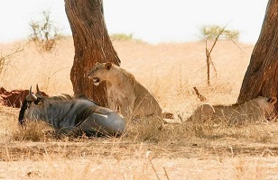 5 Days Tarangire, Serengeti - Ngorongoro: Tanzania Safari for 2026