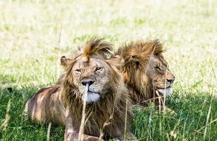 6 Days Tarangire, Serengeti, Ngorongoro – Lake Manyara: Camping Safari