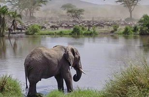 6 Days Tarangire, Serengeti, Ngorongoro – Lake Manyara: Mid-Range Safari