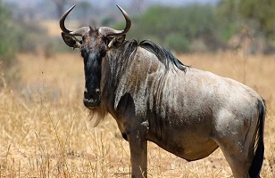 6 Days Tarangire, Serengeti, Ngorongoro - Lake Manyara: Tanzania Safari for 2026