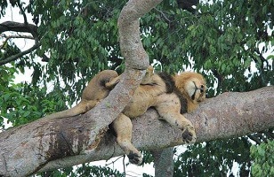 Lake Manyara National Park—Tanzania Private Safari Day Trip from Arusha