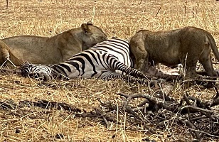 Mikumi National Park—Tanzania Private Safari Day Trip from Zanzibar
